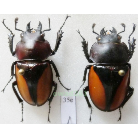 Neolucanus parryi Leuthner, 1885 pair 30mm Thailand35e